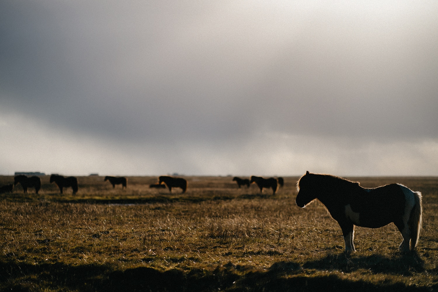 Iceland Wedding Photographer 27