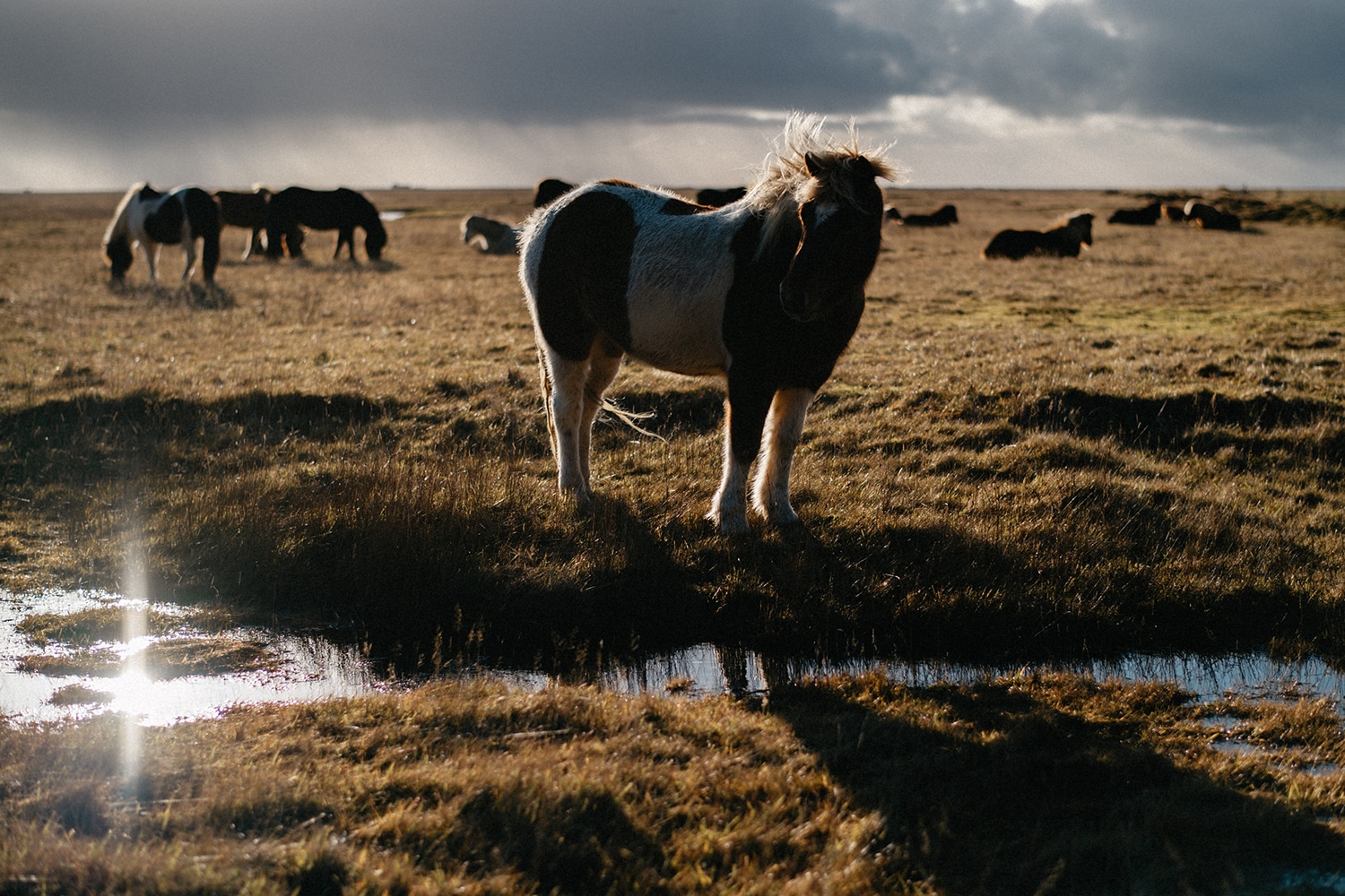 Iceland Wedding Photographer 29