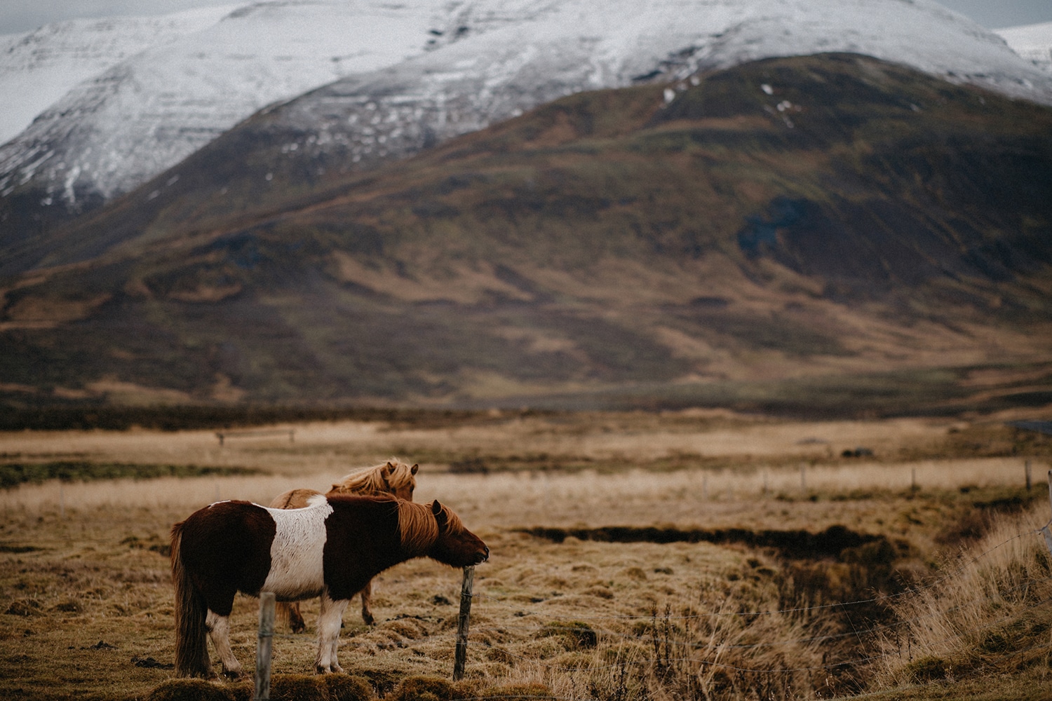 Iceland Wedding Photographer 5