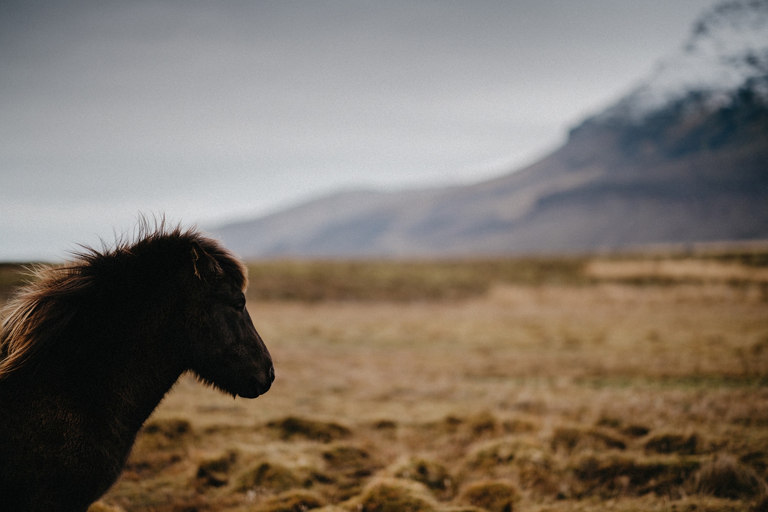 Iceland Wedding Photographer 7